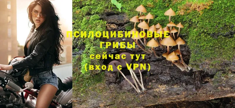 Галлюциногенные грибы Psilocybine cubensis  Серпухов 